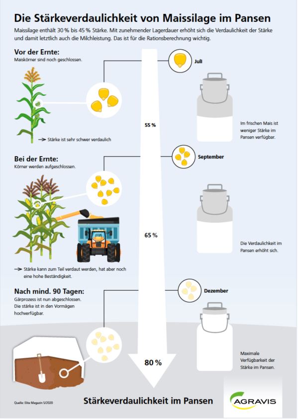  Stärkeverdaulichkeit von Maissilage im Pansen