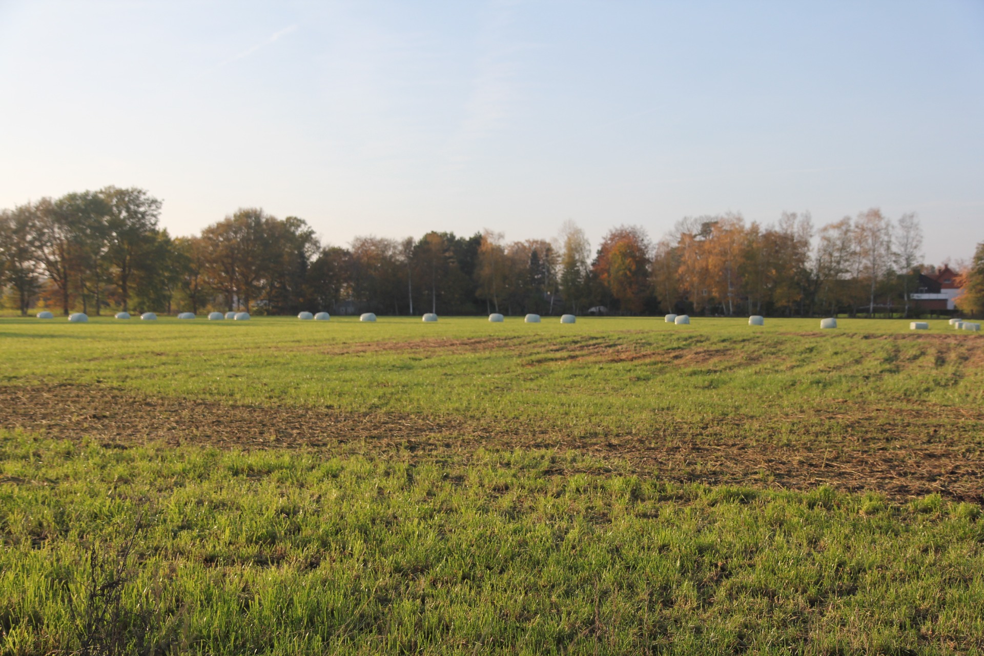  Futterverschmutzung Fahrspuren und Narbenlücken 1