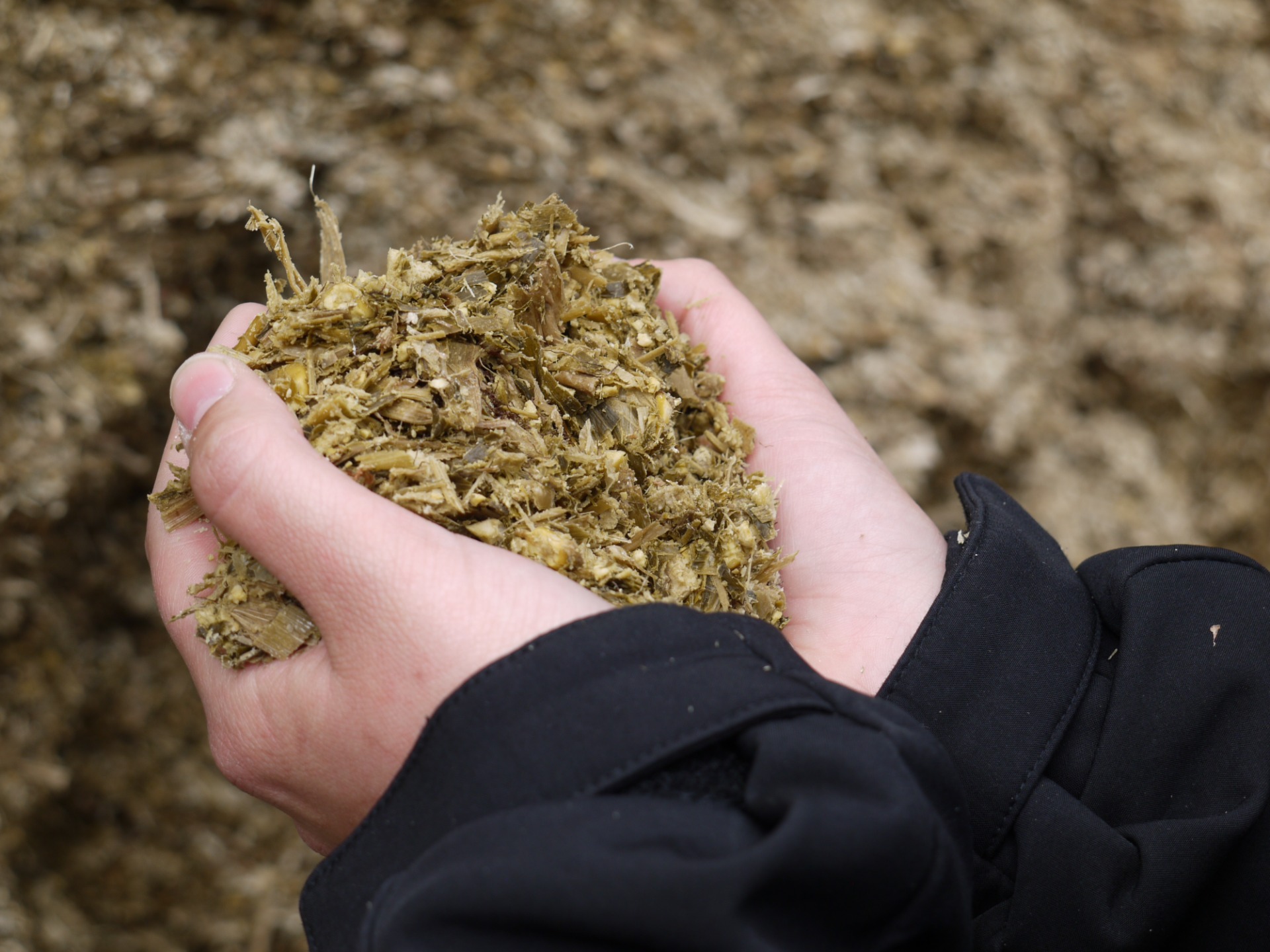 hand_maissilage.jpg