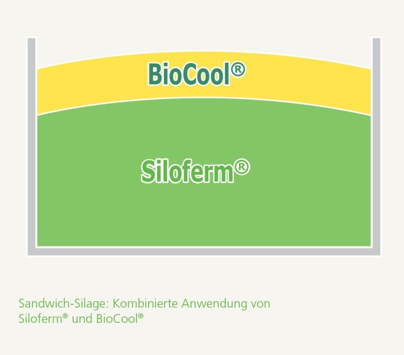 Silagestrategie