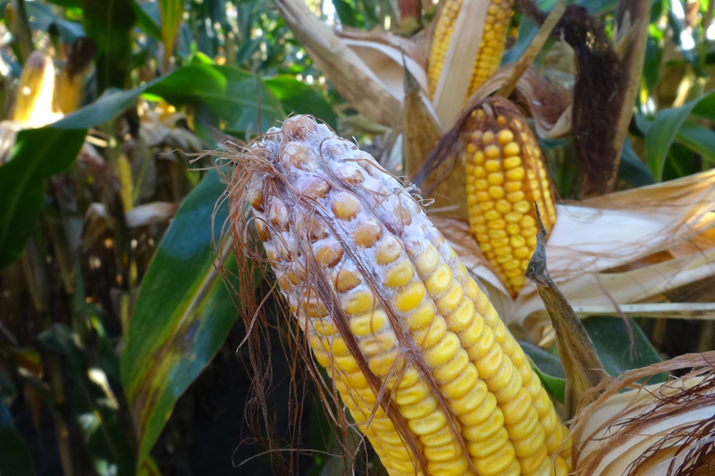 Maiskolbenfusarium