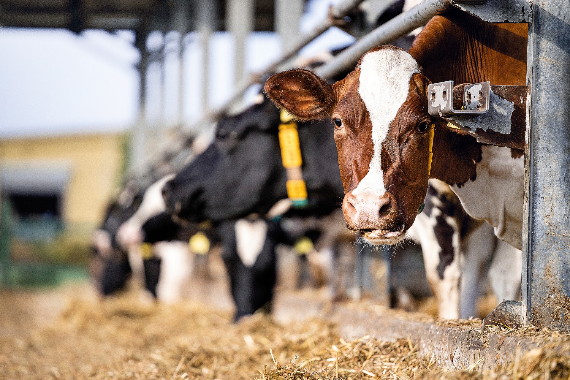 silage_fressende_kuh_545281904.jpg